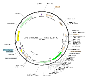 pLV3-U6-POFUT2-shRNA5-CopGFP-Puro plasmid