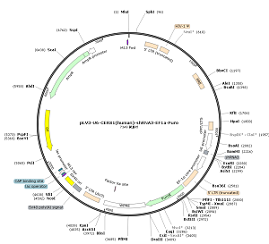 pLV3-U6-CERS1-shRNA3-EF1a-Puro plasmid