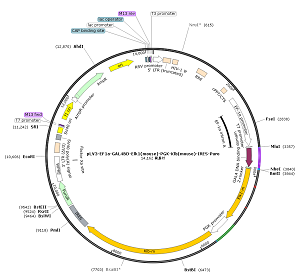 pLV3-EF1a-GAL4BD-Elk1-PGK-Klb-IRES-Puro plasmid