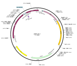 pTac-GST-RAD51-2 plasmid [PVT93068] Plasmid Vector | High Copy E. coli ...