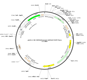 pLKO.1-U6-CERS4-shRNA2-EGFP-Puro plasmid