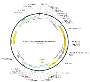 pCMV-GPR17-FLAG-TwinStrep-Neo plasmid [PVT93166] Plasmid Vector | High ...