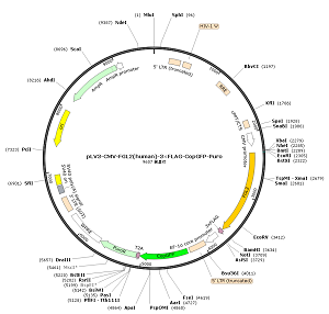 pLV3-CMV-FGL2-3×FLAG-CopGFP-Puro plasmid