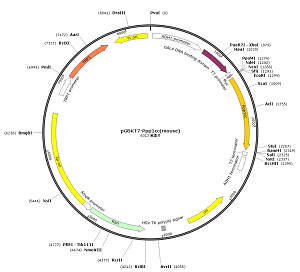 pGBKT7-Ppp1cc plasmid