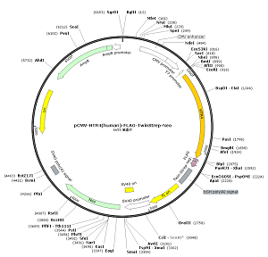pCMV-HTR4-FLAG-TwinStrep-Neo plasmid