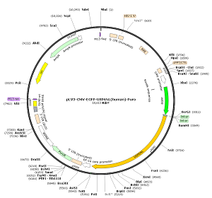 pLV3-CMV-EGFP-USP6NL-Puro plasmid