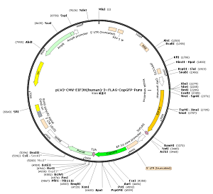 pLV3-CMV-EIF3H-3×FLAG-CopGFP-Puro plasmid