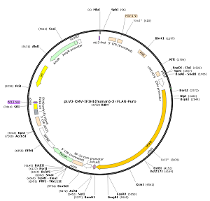 pLV3-CMV-IFIH1-3×FLAG-Puro plasmid