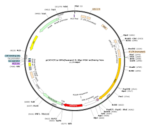 pLV3-EF1a-GRN-3×Myc-PGK-mCherry-Neo plasmid