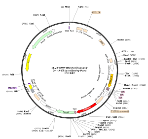 pLV3-CMV-UBE2L3-3×HA-EF1a-mCherry-Puro plasmid