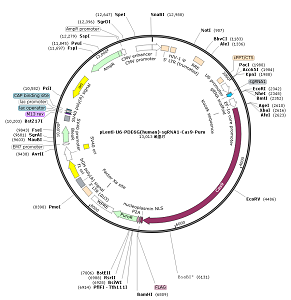 pLenti-U6-PDE6G-sgRNA1-Cas9-Puro plasmid