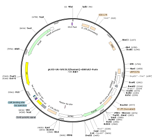 pLV3-U6-NFE2L2-shRNA2-Puro plasmid