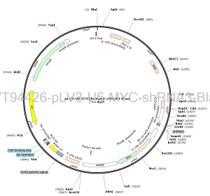 pLV3-U6-MYC-shRNA3-Blast plasmid