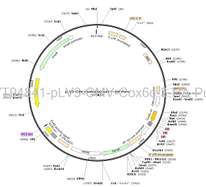 pLV3-CMV-Cox6c-3×HA-Puro plasmid