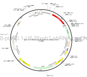 pLKO.1-U6-Plxnb1-shRNA1-mCherry-Puro plasmid