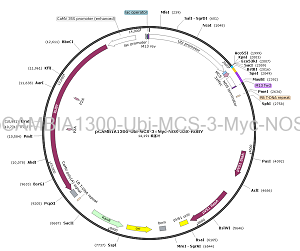 pCAMBIA1300-Ubi-MCS-3×Myc-NOS-35S-RUBY plasmid [PVT94886] Plasmid ...