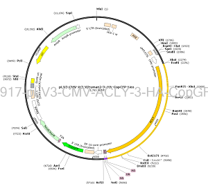 pLV3-CMV-ACLY-3×HA-CopGFP-Neo plasmid