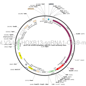 pLV3-U6-HOXB13-sgRNA1-Cas9-mCherry-Puro plasmid