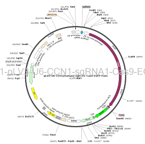 pLV3-U6-CCN1-sgRNA1-Cas9-EGFP-Puro plasmid