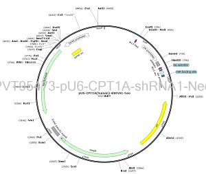 pU6-CPT1A-shRNA1-Neo plasmid [PVT95473] Plasmid Vector | High Copy E ...
