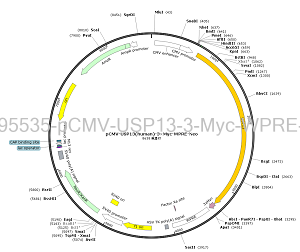 pCMV-USP13-3×Myc-WPRE-Neo plasmid [PVT95535] Plasmid Vector | High Copy ...