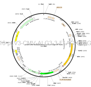 pLV3-CMV-ALG3-3×FLAG-CopGFP-Puro plasmid [PVT95816] Plasmid Vector ...