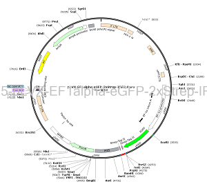 pLVX-EF1alpha-eGFP-2xStrep-IRES-Puro plasmid [PVT96175] Plasmid Vector ...