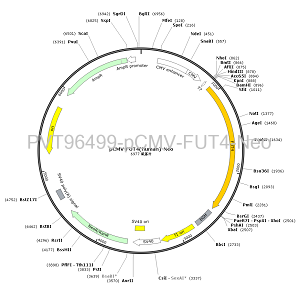 pCMV-FUT4-Neo plasmid
