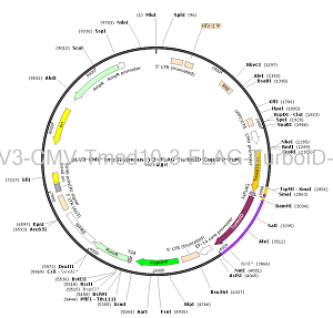 pLV3-CMV-Tmed10-3×FLAG-TurboID-CopGFP-Puro plasmid