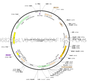 pLV3-CMV-DCAF16-3×FLAG-Puro plasmid