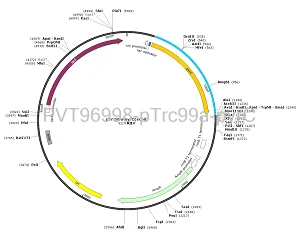 pTrc99a-pyrC plasmid [PVT96998] - $280.00