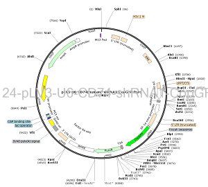 pLV3-U6-CD74-shRNA1-CopGFP-Puro plasmid [PVT97124] Plasmid Vector ...