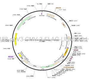 pLV3-CMV-3×FLAG-UBA52-3×HA-Puro plasmid