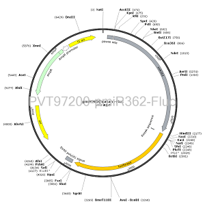 pmiR362-Fluc plasmid [PVT97200] Plasmid Vector | High Copy E. coli ...