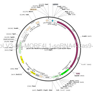 pLV3-U6-MORF4L1-sgRNA4-Cas9-EGFP-Puro plasmid