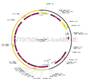 pT5-luxABCDE plasmid [PVT97505] Plasmid Vector | High Copy E. coli ...