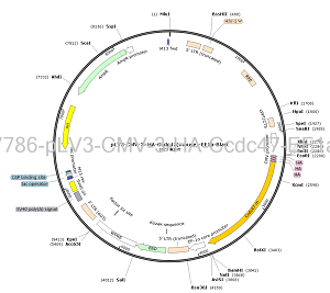 pLV3-CMV-3×HA-Ccdc47-EF1a-Blast plasmid [PVT97786] Plasmid Vector ...