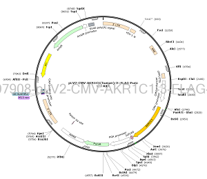 pLV2-CMV-AKR1C1-3×FLAG-Puro plasmid
