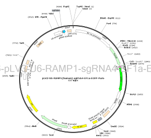 pLV3-U6-RAMP1-sgRNA4-EF1a-EGFP-Puro plasmid