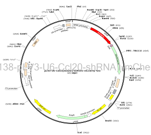 pLV3-U6-Ccl20-shRNA1-mCherry-Neo plasmid