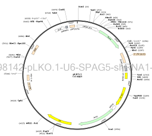 pLKO.1-U6-SPAG5-shRNA1-Puro plasmid