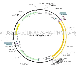pCDNA5-3×HA-PRMT5-Hyg plasmid [PVT98266] Plasmid Vector | High Copy E ...