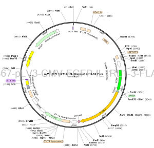 pLV3-CMV-EGFP-IL1RL1-3×FLAG-Puro plasmid