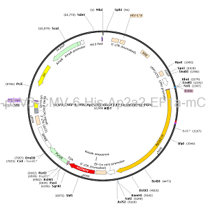 pLV3-CMV-6×His-Ap2a2-EF1a-mCherry-Puro plasmid
