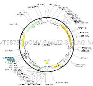 pCMV-Gpr132-3??FLAG-Neo plasmid [PVT98732] Plasmid Vector | High Copy E ...