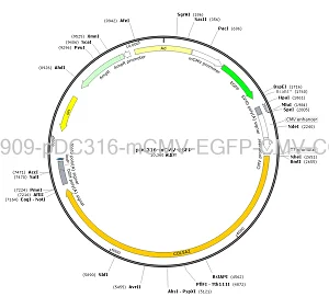 pDC316-mCMV-EGFP-CMV-COL5A2 plasmid [PVT98909] Plasmid Vector | High ...