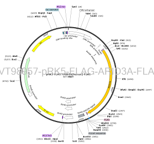 pRK5-FLAG-ARID3A-FLAG plasmid [PVT98957] Plasmid Vector | High Copy E ...