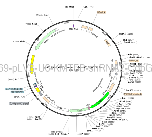 pLV3-U6-KMT5B-shRNA2-CopGFP-Puro plasmid [PVT99069] - $280.00