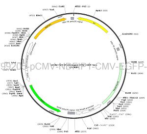 pCMV-NDFIP1-CMV-EGFP-Neo plasmid [PVT99205] Plasmid Vector | High Copy ...