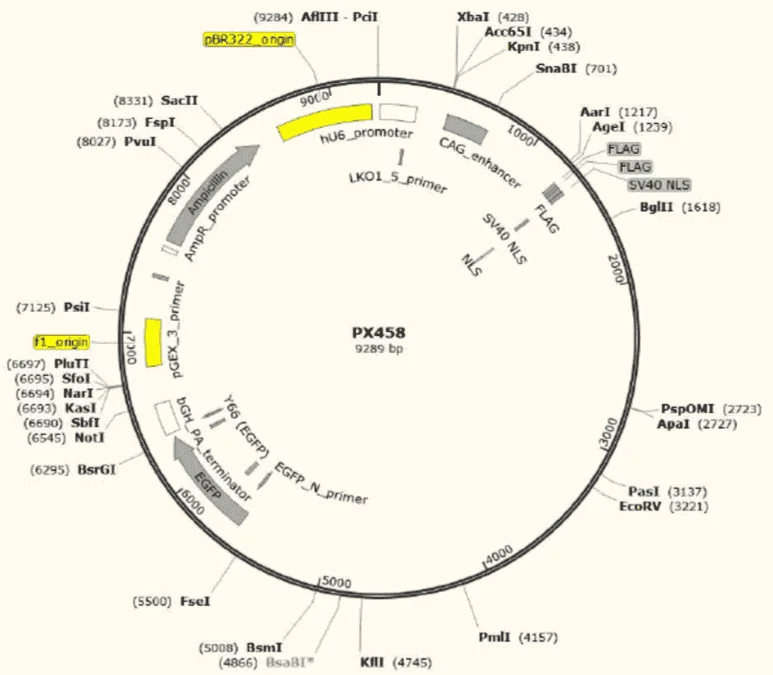 PX458 CRISPR/Cas9 Expression Vector Plasmid (PVT6304) | Nova Lifetech